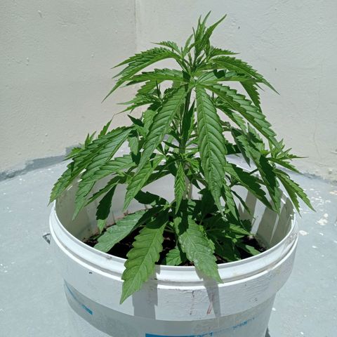 Auto M8 growlog timeline photo