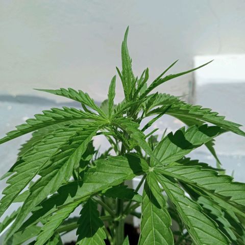 Auto M8 growlog timeline photo