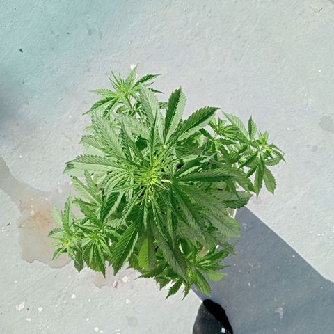 Auto M8 growlog timeline photo