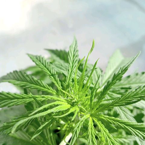 Auto M8 growlog timeline photo