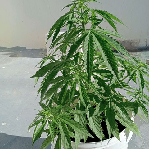 Auto M8 growlog timeline photo