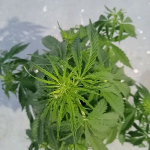 Auto M8 growlog timeline photo
