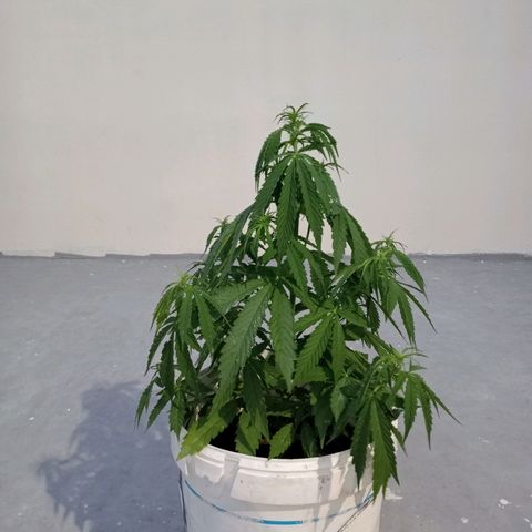 Auto M8 growlog timeline photo