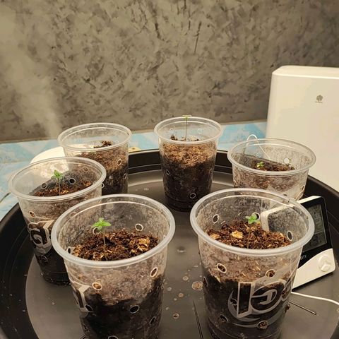 Platinum punch  growlog photo: ต้นปกติอายุ 3วัน ดินเริ่มแห้งเริ่มให้น้ำวันที่4 