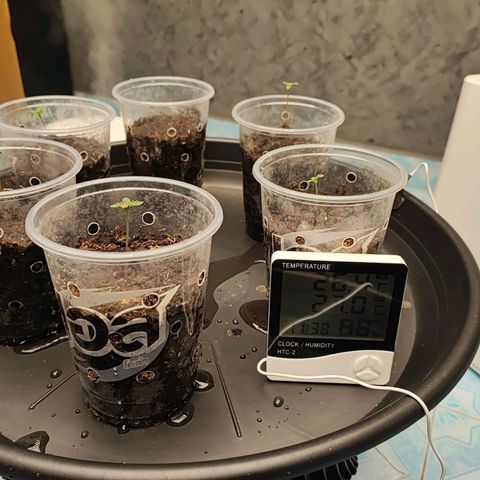 Platinum punch  growlog photo: ให้น้ำ PH 6.5 RH 88 26°c 