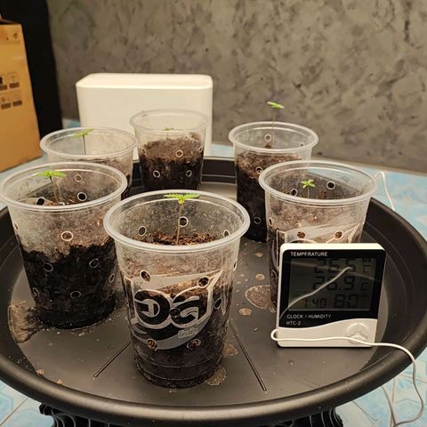 Platinum punch  growlog timeline photo