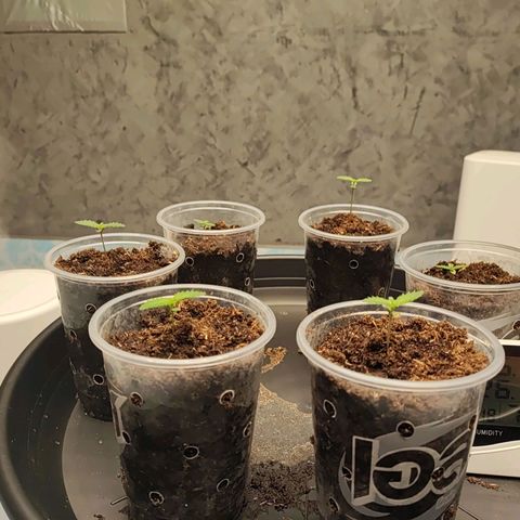 Platinum punch  growlog photo: ต้นปกติไม่มีอาการอะไร หลังจากที่กลบดินเพิ่มมา RH 75-85 % 26°c Lux 7000 ppfd120 