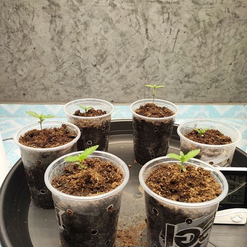 Platinum punch  growlog photo: เข้าวันที่ 6เห็นการเจริญเติบโตของต้นและไม่มีปัญหาอะไร RH 85% 26°c