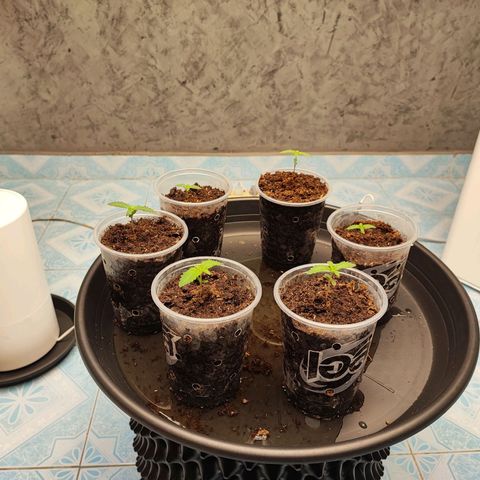 Platinum punch  growlog photo: เข้าวันที่ 7 ดูปกติไม่มีอาการอะไร ให้น้ำ PH 6.5 RH 75-85% 26°c