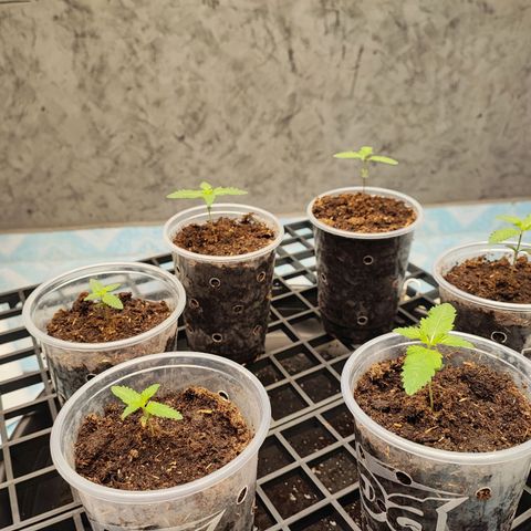 Platinum punch  growlog photo: เข้าวันที่ 8 ต้นปกติมีใบเลี้ยงขึ้นมา RH 75-85% 26°c