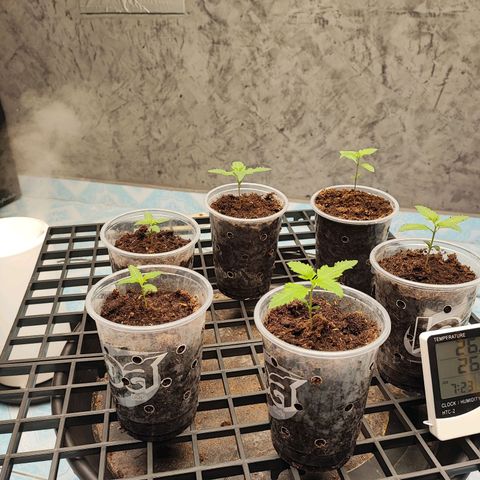 Platinum punch  growlog photo: เข้าสู่วันที่ 9 ต้นปกติเริ่มมีใบเลี้ยง Rh 75-85% 26°c
