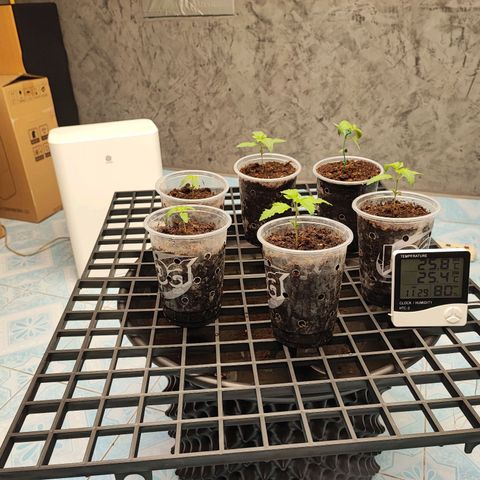 Platinum punch  growlog photo: เข้าวันที่ 10 ต้นปกติ ได้ให้น้ำไป เกิดอาการ ใบตก PH 6.5 RH 75-85 26°c