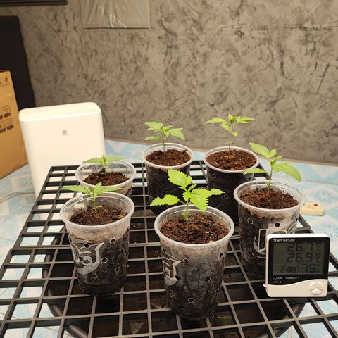 Platinum punch  growlog photo: เข้าวันที่ 11 ต้นปกติมีใบเลี้ยง 3 แฉก RH 75-85% 26°c