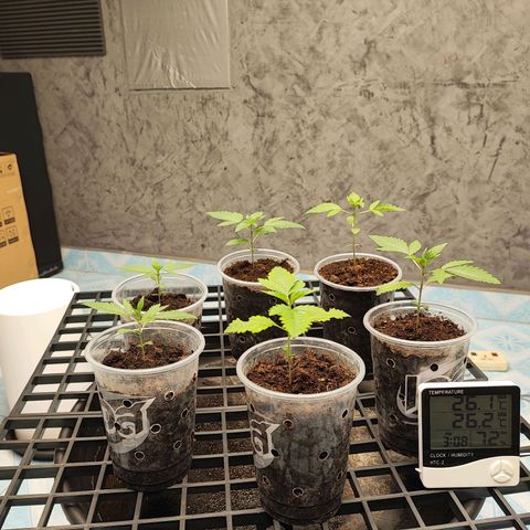 Platinum punch  growlog photo: เข้าสู่วันที่ 12 ต้นเจริญเติบโต RH 75-85% 26°c 