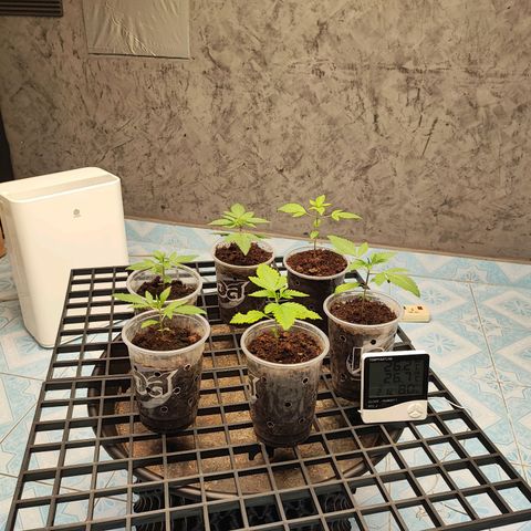 Platinum punch  growlog photo: เข้าสู่วันที่ 13 ต้นมีใบจริง 3 คู่ RH 75-85% 26°c
