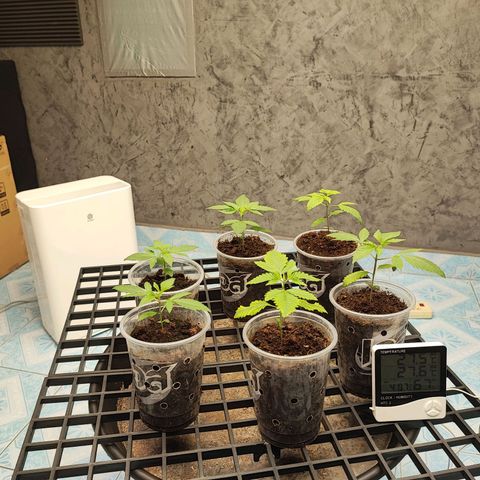 Platinum punch  growlog photo: เข้าสู่วันที่ 14 ต้น มีอาการน้ำเกิน งดให้น้ำ Rh 75-85% 26°c