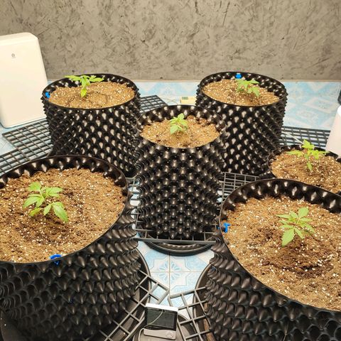 Platinum punch  growlog photo: เข้าสู่วันที่ 14 ต้น มีอาการน้ำเกิน งดให้น้ำ Rh 75-85% 29°c ปรับไฟ 15000-20000 Lux 350 ppfd เปลี่ยนกระถางให้ปุ๋ย 1.5 g cal 2ml rootdrip 1 ml 