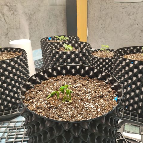 Platinum punch  growlog photo: คอหัก