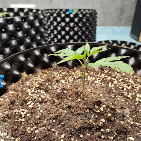 Platinum punch  growlog timeline photo