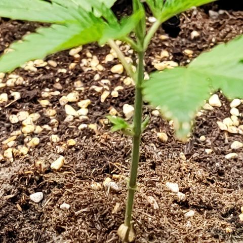 Platinum punch  growlog timeline photo