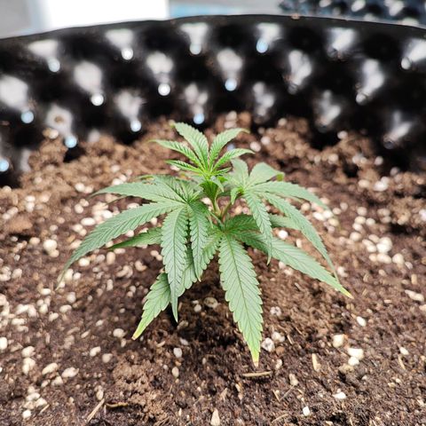 Platinum punch  growlog timeline photo