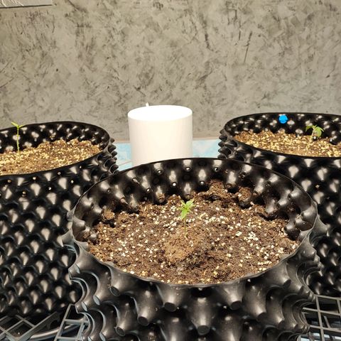 Platinum punch  growlog timeline photo