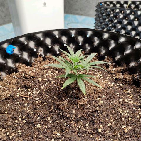 Platinum punch  growlog photo: เข้าสู่ช่วงทำใบหลังจากฟื้นฟู ให้ปุ๋ย ec 1.7 RH 75-85% 29°c 