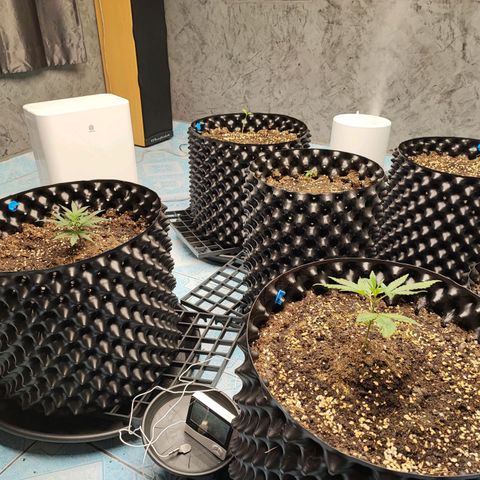 Platinum punch  growlog photo: เข้าสู่ช่วงทำใบหลังจากฟื้นฟู ให้ปุ๋ย ec 1.7 RH 75-85% 29°c 