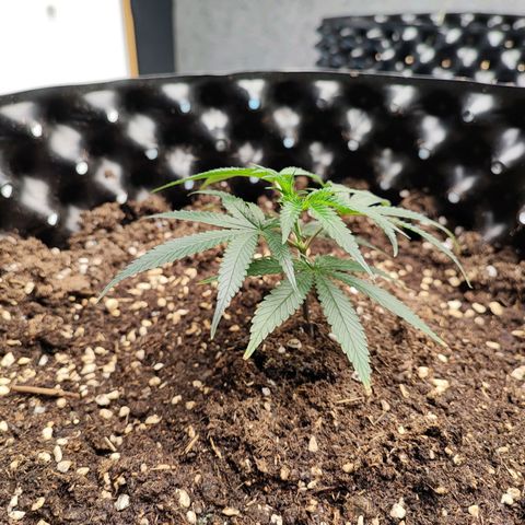 Platinum punch  growlog photo: เริ่มท๊อปครั้งแรก