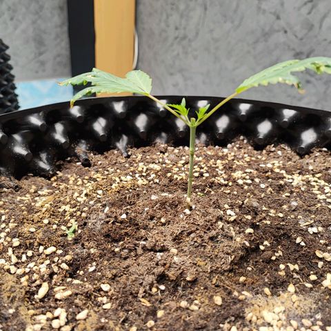 Platinum punch  growlog photo: เริ่มท๊อปครั้งแรก