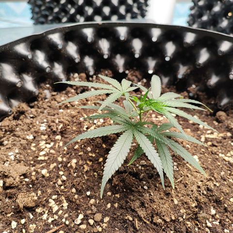 Platinum punch  growlog timeline photo