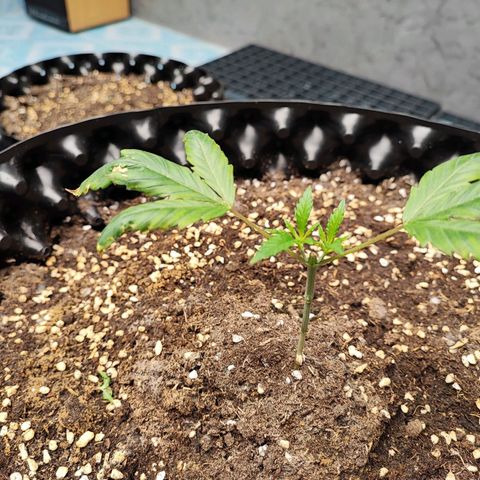 Platinum punch  growlog timeline photo