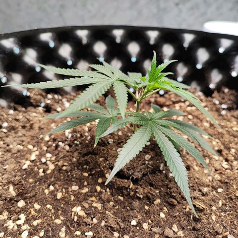 Platinum punch  growlog timeline photo