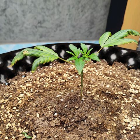 Platinum punch  growlog timeline photo