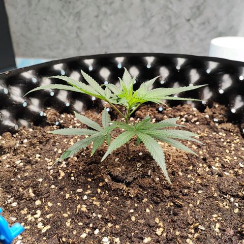 Platinum punch  growlog timeline photo