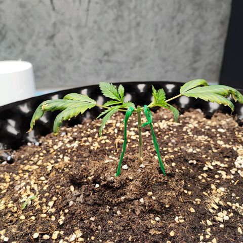 Platinum punch  growlog timeline photo