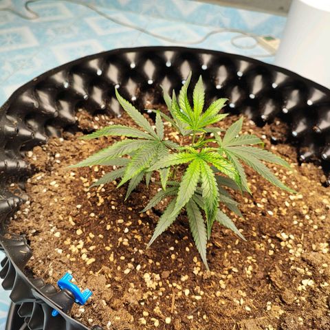 Platinum punch  growlog timeline photo