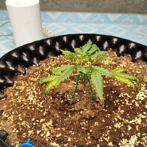 Platinum punch  growlog timeline photo