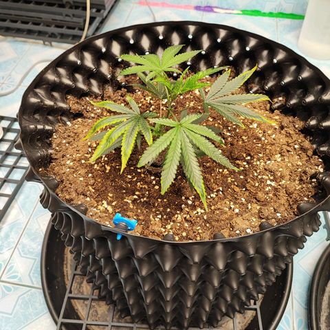Platinum punch  growlog timeline photo