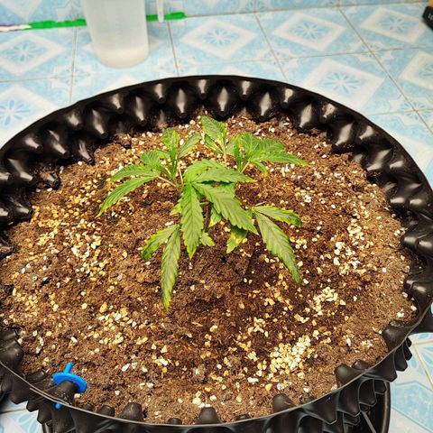 Platinum punch  growlog timeline photo