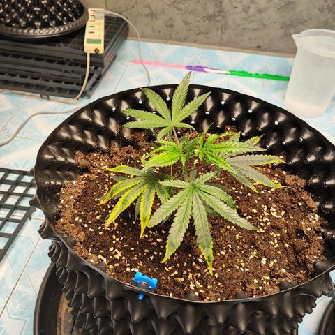 Platinum punch  growlog timeline photo