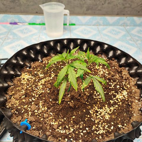 Platinum punch  growlog timeline photo