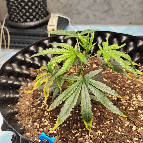 Platinum punch  growlog timeline photo