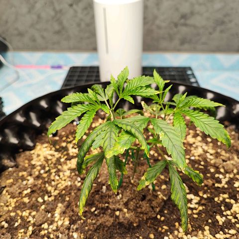 Platinum punch  growlog timeline photo