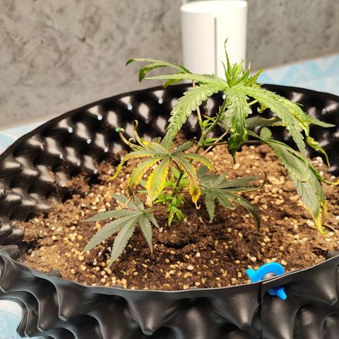 Platinum punch  growlog timeline photo