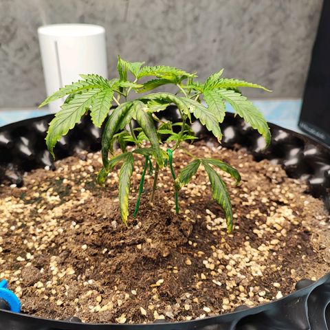 Platinum punch  growlog timeline photo