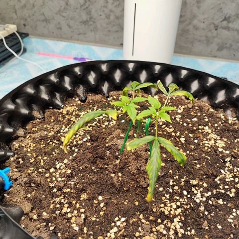 Platinum punch  growlog timeline photo