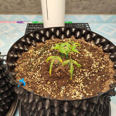 Platinum punch  growlog timeline photo