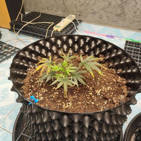 Platinum punch  growlog timeline photo