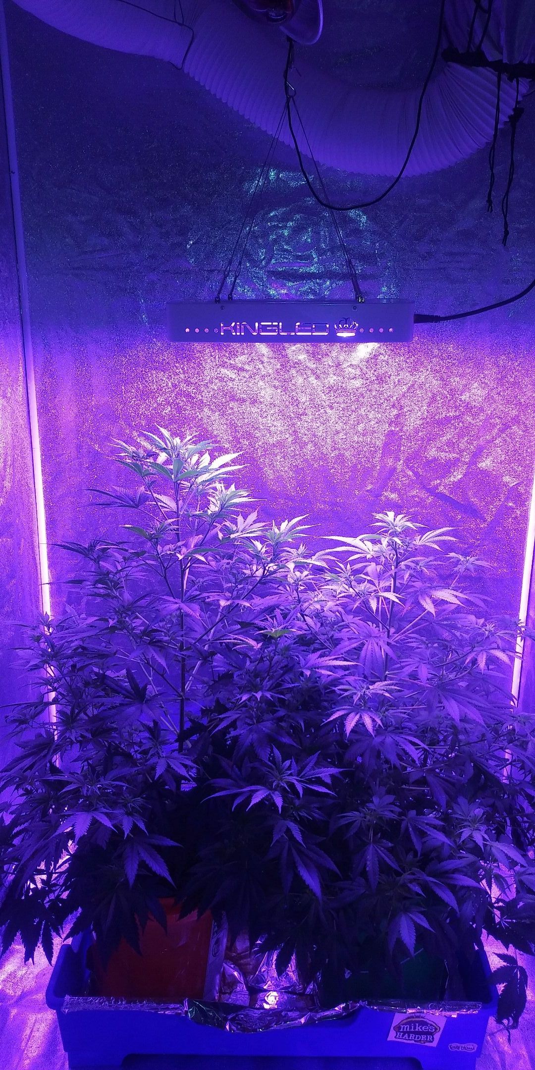 Unknown strain growlog header